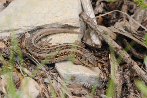Lézard des souches - Lacerta agilis