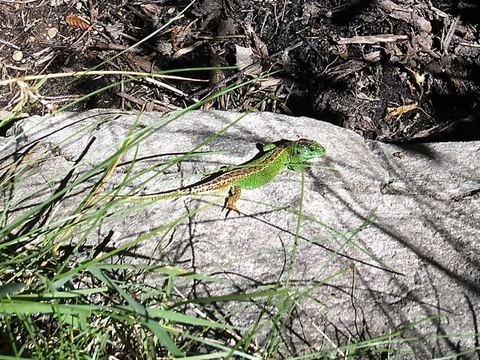 Lézard des souches observé près d'une haie bocagère