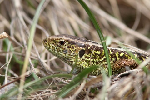 Lézard des souches