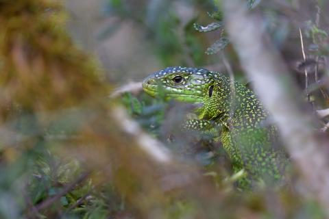 Lézard vert occidental (Lacerta bilineata)