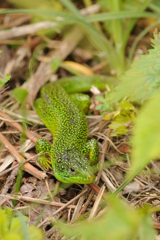 Lézard vert - Lacerta bilineata