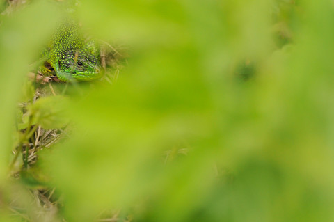 Lézard vert - Lacerta bilineata