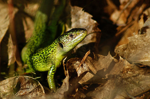 lézard vert
