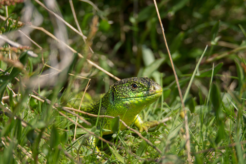Lézard vert