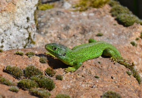Lézard vert 
