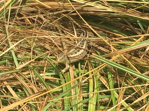 Lézard 