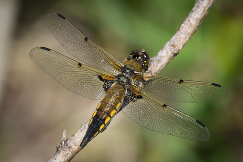 Libellule à quatre taches (Libellula quadrimaculata)