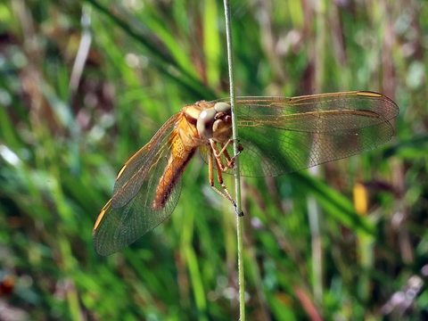 Crocothemis Erythraea femelle
