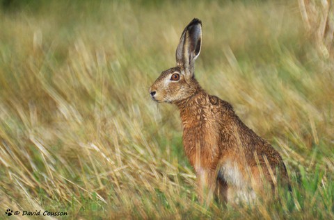 Lièvre d'Europe - Lepus europaeus
