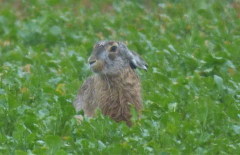 Lièvre d'Europe - Lepus europaeus sous la pluie