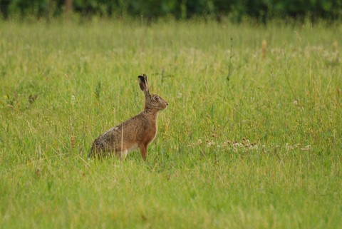 Lièvre d'Europe - Lepus europaeus