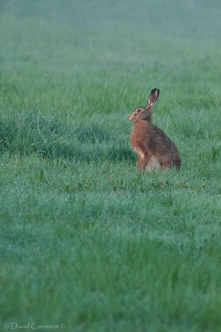 Lièvre d'Europe - Lepus europaeus