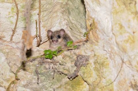 Loir gris - Glis glis