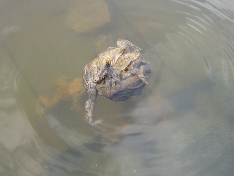 Bufo bufo