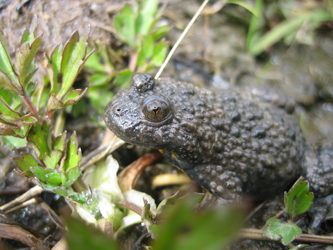 Bombina variegata