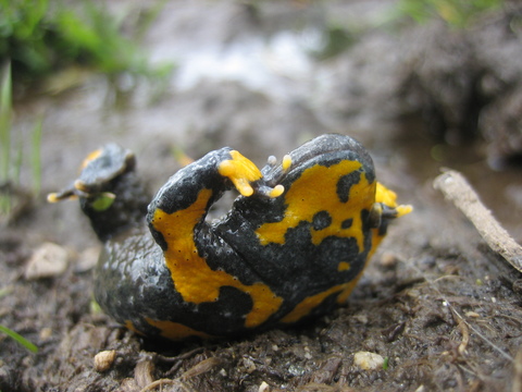 Bombina variegata