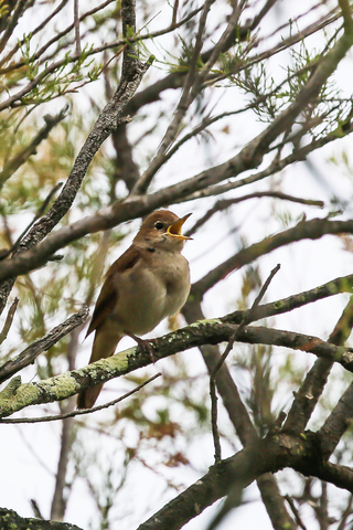 Luscinia megarhynchos