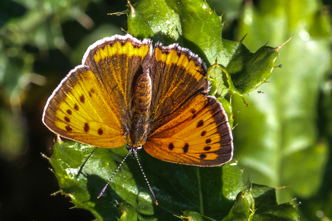 Lycaena dispar