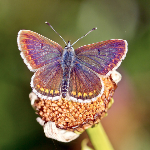 Lycaena helle