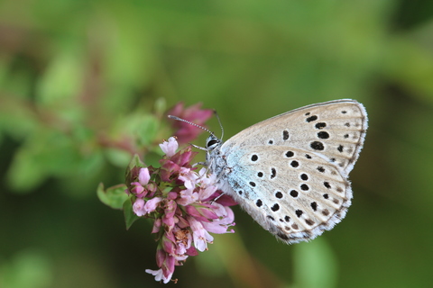 Maculinea arion