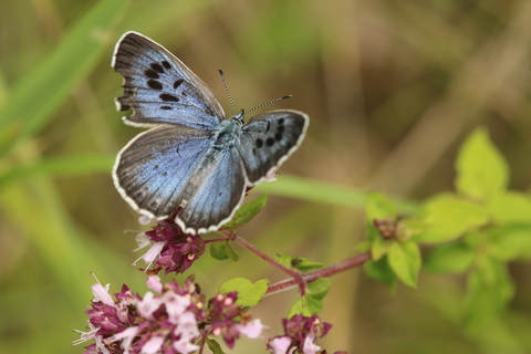Maculinea arion