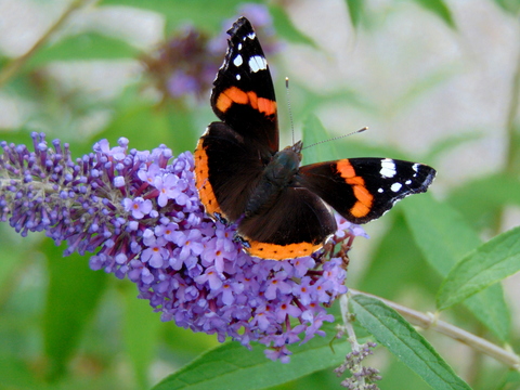 Magnifique Vulcain (Vanessa atalanta) sur buddleia à Corpeau - Juillet 2018