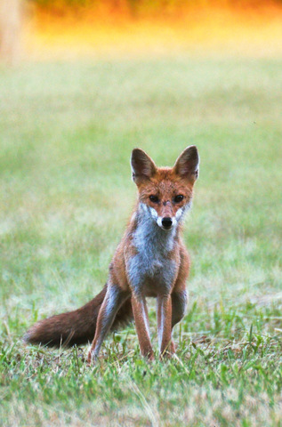 Renard roux - Vulpes vulpes