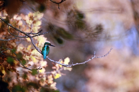 MARTIN en automne