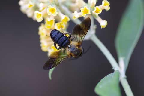 Megachile sculpturalis