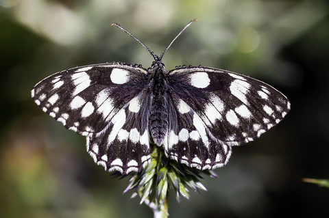 Melanargia galathea