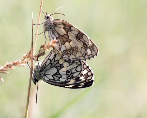 Melanargia galathea