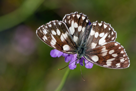 Melanargia galathea