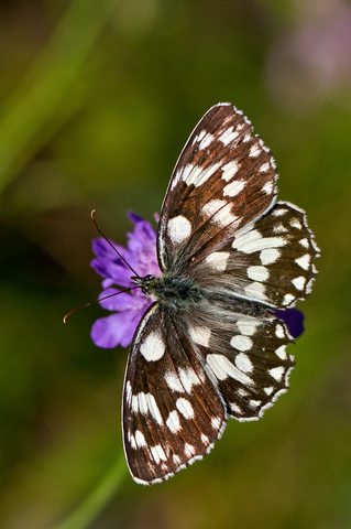 Melanargia galathea