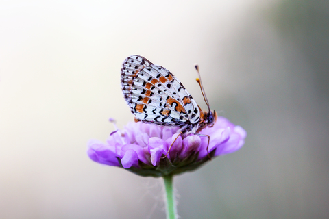 Melitaea didyma
