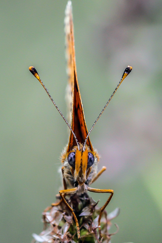 Melitaea didyma