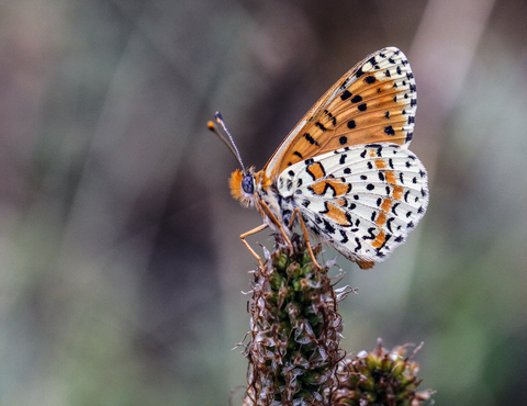 Melitaea didyma