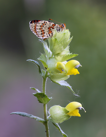 Melitaea didyma