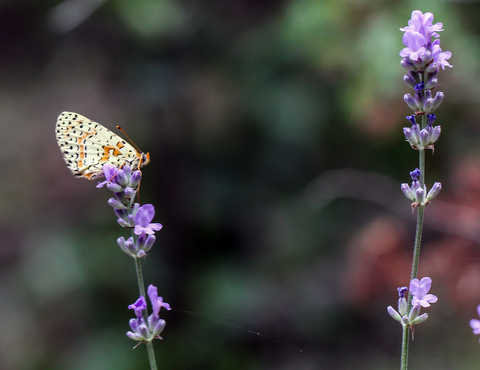 Melitaea didyma