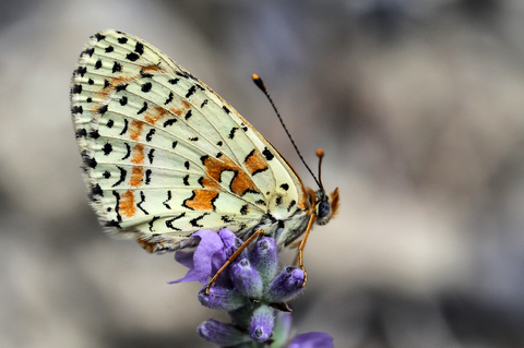 Melitaea didyma