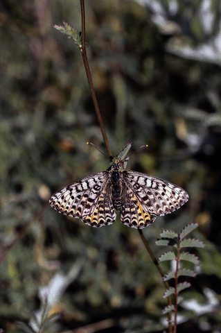 Melitaea didyma
