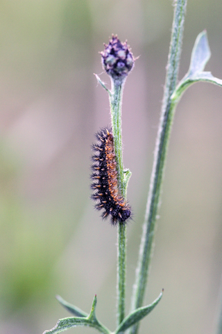 Mellicta parthenoides