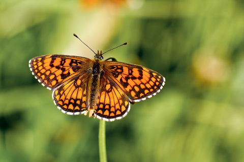 Mellicta parthenoides