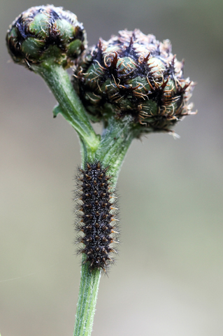 Mellicta parthenoides