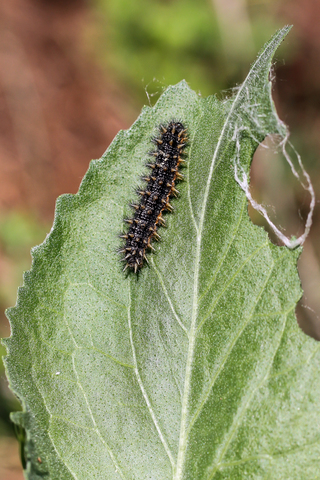 Mellicta parthenoides