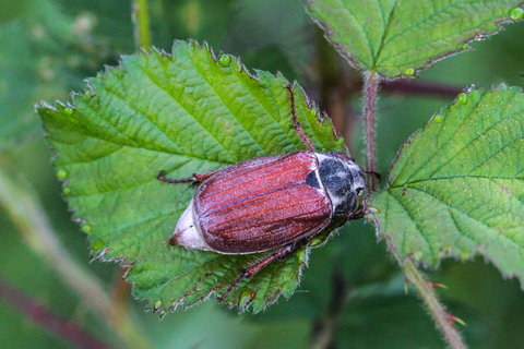 Melolontha melolontha, le Hanneton commun