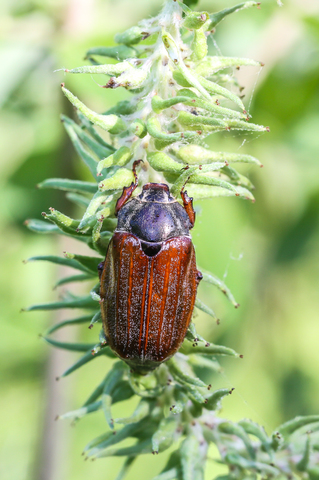 Melolontha melolontha, le Hanneton commun