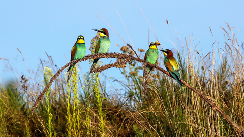 Merops apiaster, le Guêpier d'Europe