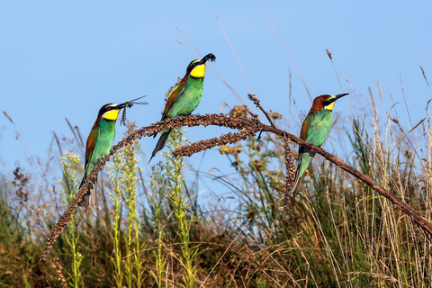 Merops apiaster, le Guêpier d'Europe