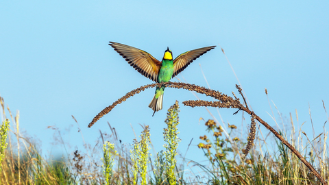 Merops apiaster, le Guêpier d'Europe