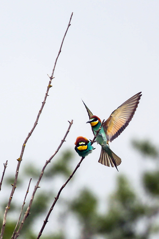 Merops apiaster